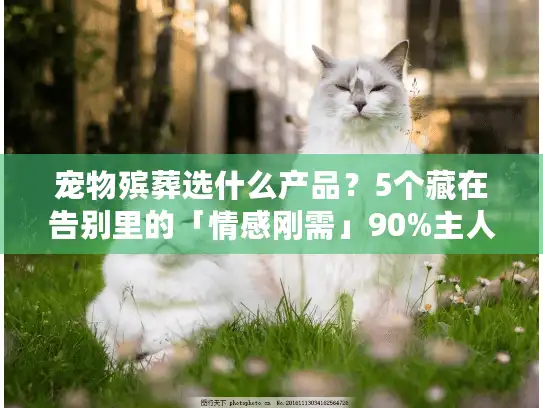 宠物殡葬选什么产品？5个藏在告别里的「情感刚需」90%主人都忽略了