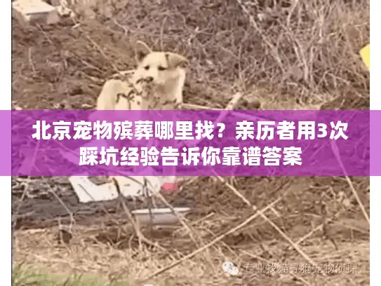 北京宠物殡葬哪里找？亲历者用3次踩坑经验告诉你靠谱答案