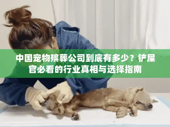 中国宠物殡葬公司到底有多少？铲屎官必看的行业真相与选择指南