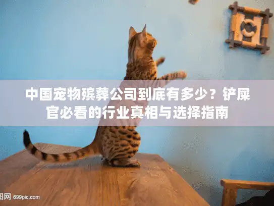 中国宠物殡葬公司到底有多少？铲屎官必看的行业真相与选择指南