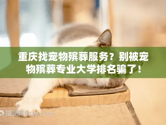 重庆找宠物殡葬服务？别被宠物殡葬专业大学排名骗了！