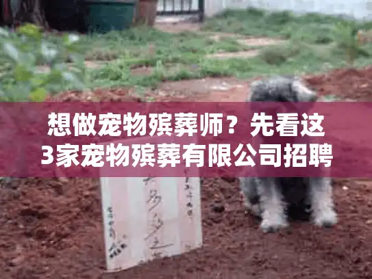 想做宠物殡葬师？先看这3家宠物殡葬有限公司招聘的真实要求与行业真相