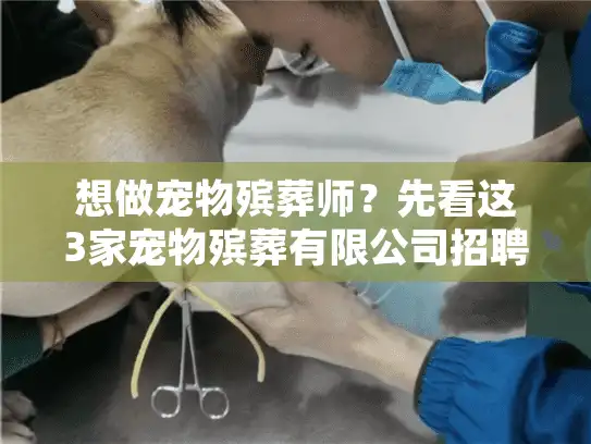想做宠物殡葬师？先看这3家宠物殡葬有限公司招聘的真实要求与行业真相