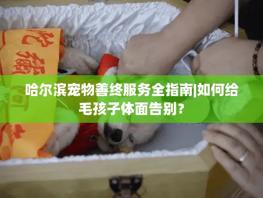 哈尔滨宠物善终服务全指南|如何给毛孩子体面告别？