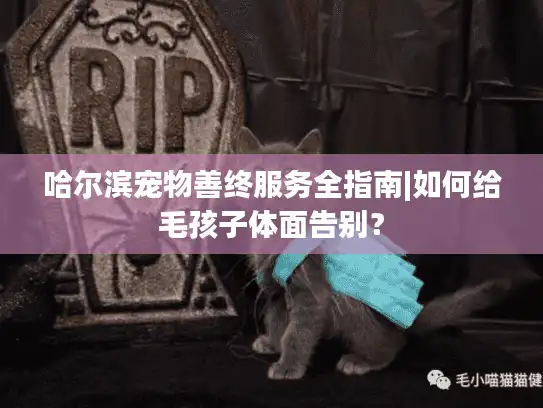 哈尔滨宠物善终服务全指南|如何给毛孩子体面告别？