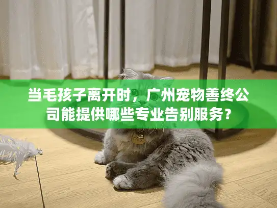 当毛孩子离开时，广州宠物善终公司能提供哪些专业告别服务？
