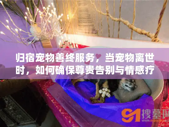 归宿宠物善终服务，当宠物离世时，如何确保尊贵告别与情感疗愈？