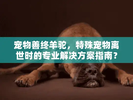 宠物善终羊驼，特殊宠物离世时的专业解决方案指南？