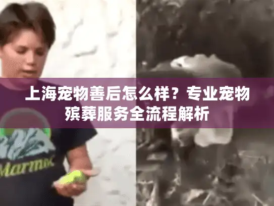 上海宠物善后怎么样？专业宠物殡葬服务全流程解析