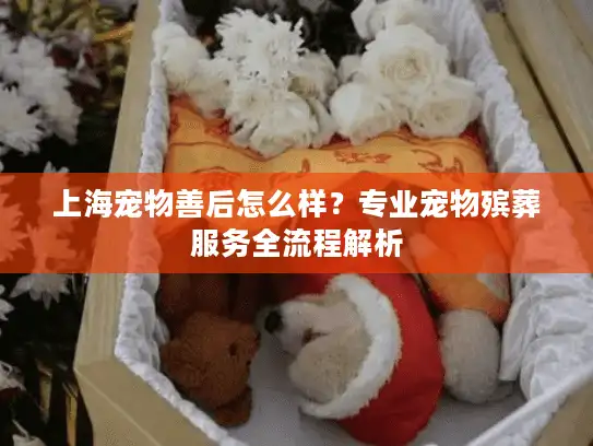 上海宠物善后怎么样？专业宠物殡葬服务全流程解析
