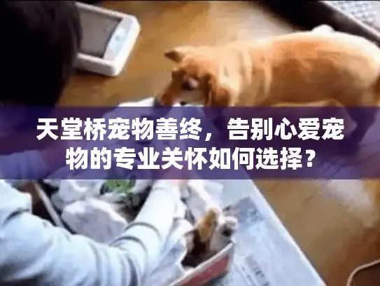 天堂桥宠物善终，告别心爱宠物的专业关怀如何选择？