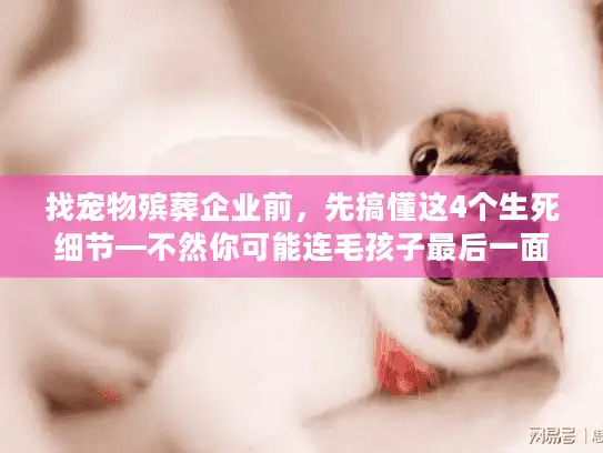 找宠物殡葬企业前，先搞懂这4个生死细节—不然你可能连毛孩子最后一面都错付