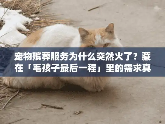 宠物殡葬服务为什么突然火了？藏在「毛孩子最后一程」里的需求真相
