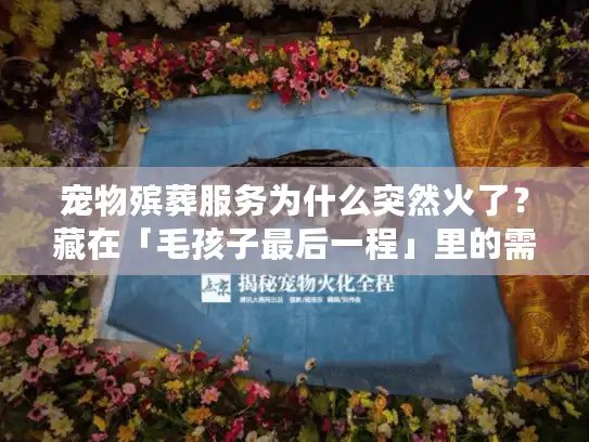宠物殡葬服务为什么突然火了？藏在「毛孩子最后一程」里的需求真相