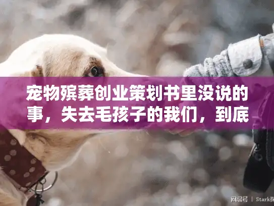 宠物殡葬创业策划书里没说的事，失去毛孩子的我们，到底要找什么样的服务？