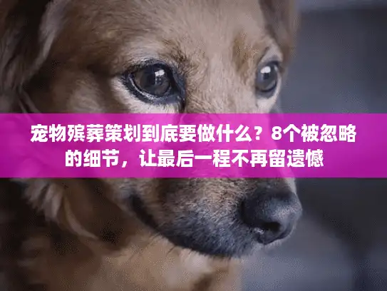 宠物殡葬策划到底要做什么？8个被忽略的细节，让最后一程不再留遗憾
