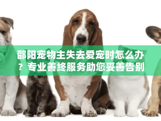 邵阳宠物主失去爱宠时怎么办？专业善终服务助您妥善告别