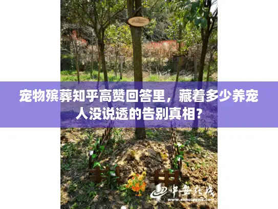 宠物殡葬知乎高赞回答里，藏着多少养宠人没说透的告别真相？