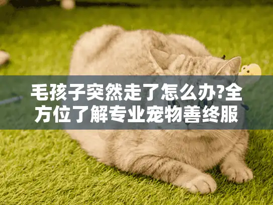毛孩子突然走了怎么办?全方位了解专业宠物善终服务