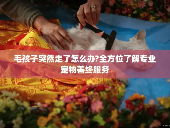 毛孩子突然走了怎么办?全方位了解专业宠物善终服务