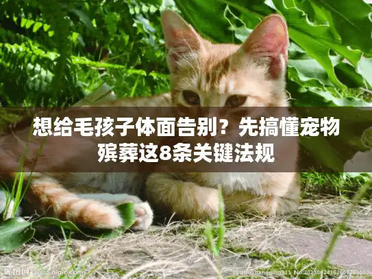 想给毛孩子体面告别？先搞懂宠物殡葬这8条关键法规