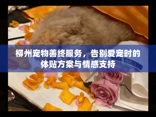 柳州宠物善终服务，告别爱宠时的体贴方案与情感支持