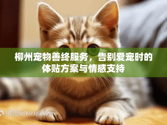 柳州宠物善终服务，告别爱宠时的体贴方案与情感支持