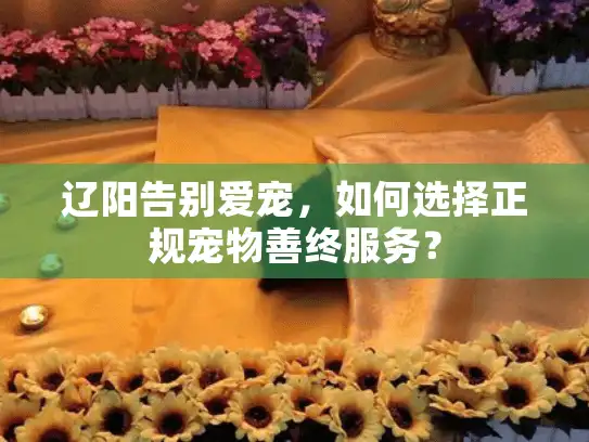 辽阳告别爱宠，如何选择正规宠物善终服务？