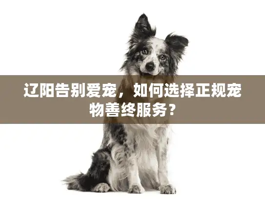 辽阳告别爱宠，如何选择正规宠物善终服务？