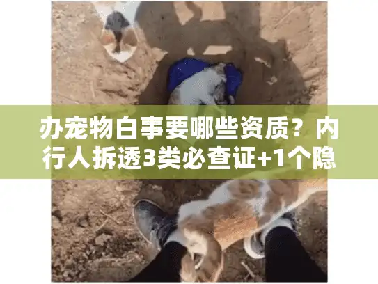 办宠物白事要哪些资质？内行人拆透3类必查证+1个隐藏门槛