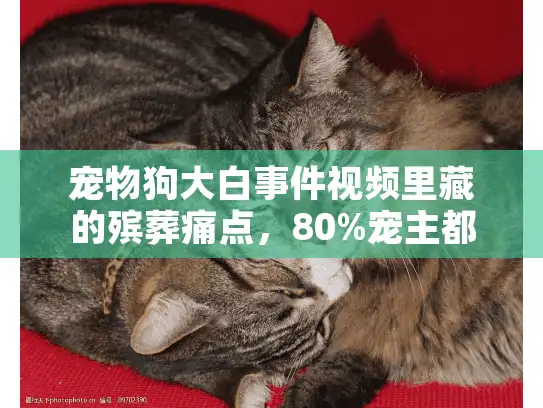 宠物狗大白事件视频里藏的殡葬痛点，80%宠主都没准备好的离别课