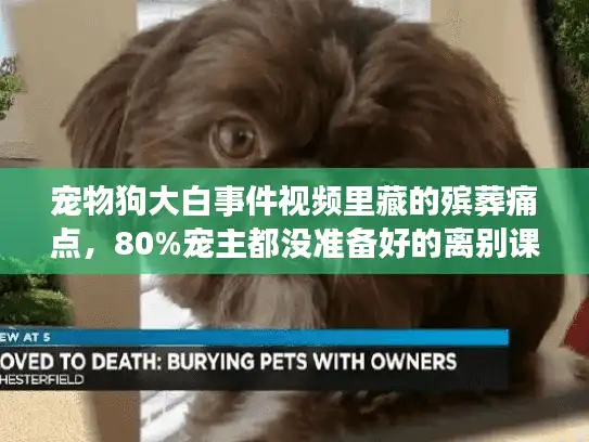宠物狗大白事件视频里藏的殡葬痛点，80%宠主都没准备好的离别课