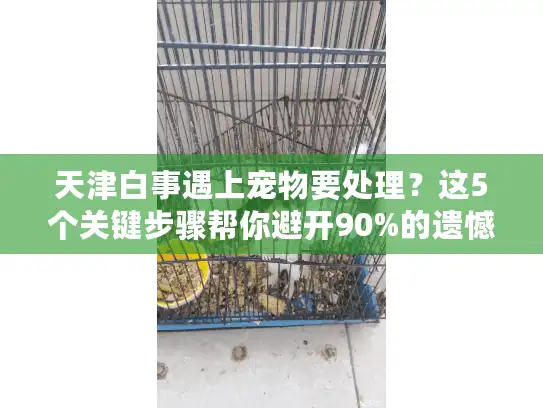 天津白事遇上宠物要处理？这5个关键步骤帮你避开90%的遗憾
