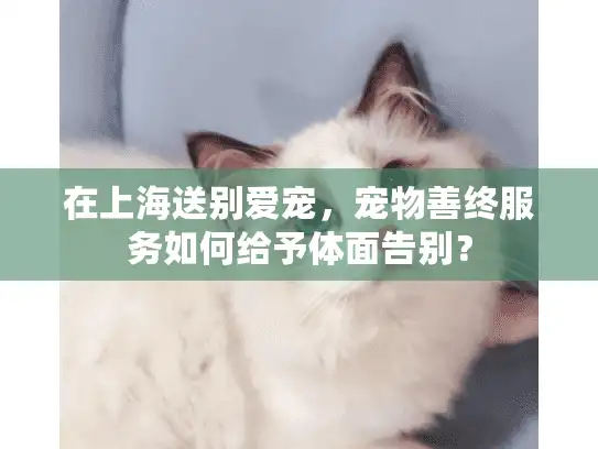 在上海送别爱宠，宠物善终服务如何给予体面告别？