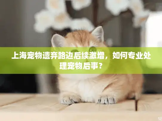 上海宠物遗弃路边后续激增，如何专业处理宠物后事？