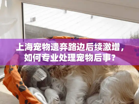 上海宠物遗弃路边后续激增，如何专业处理宠物后事？