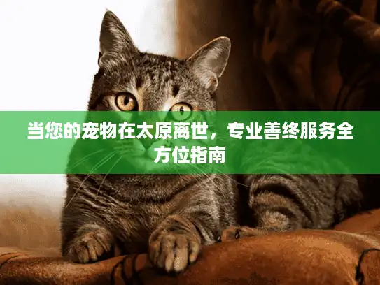 当您的宠物在太原离世，专业善终服务全方位指南