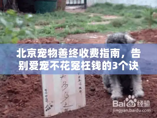 北京宠物善终收费指南，告别爱宠不花冤枉钱的3个诀窍