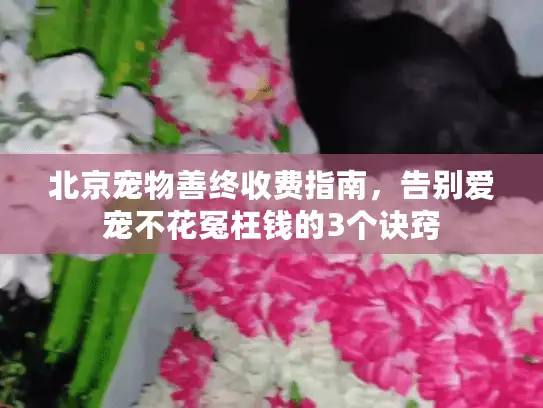 北京宠物善终收费指南，告别爱宠不花冤枉钱的3个诀窍