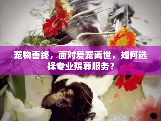 宠物善终，面对爱宠离世，如何选择专业殡葬服务？