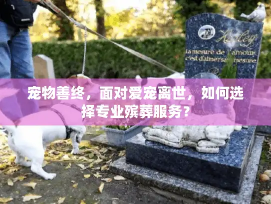 宠物善终，面对爱宠离世，如何选择专业殡葬服务？