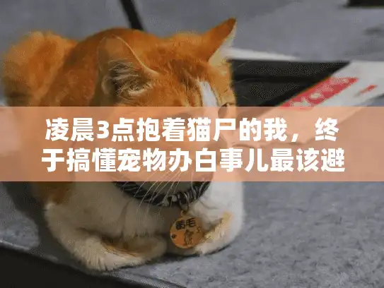 凌晨3点抱着猫尸的我，终于搞懂宠物办白事儿最该避的坑