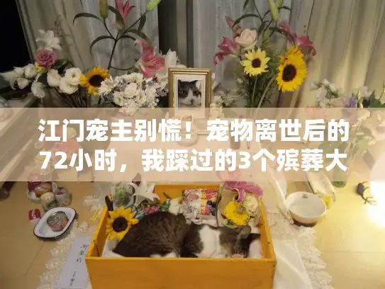 江门宠主别慌！宠物离世后的72小时，我踩过的3个殡葬大坑，全告诉你