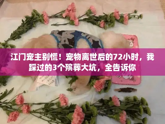 江门宠主别慌！宠物离世后的72小时，我踩过的3个殡葬大坑，全告诉你