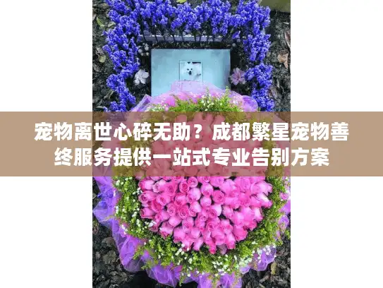 宠物离世心碎无助？成都繁星宠物善终服务提供一站式专业告别方案