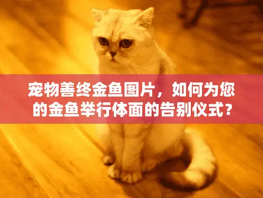 宠物善终金鱼图片，如何为您的金鱼举行体面的告别仪式？