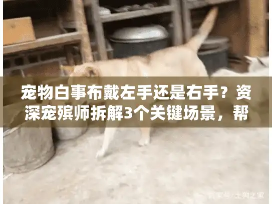 宠物白事布戴左手还是右手？资深宠殡师拆解3个关键场景，帮你避开遗憾
