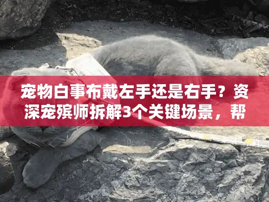 宠物白事布戴左手还是右手？资深宠殡师拆解3个关键场景，帮你避开遗憾