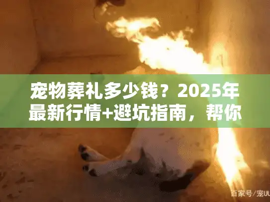 宠物葬礼多少钱？2025年最新行情+避坑指南，帮你给毛孩最后一份体面