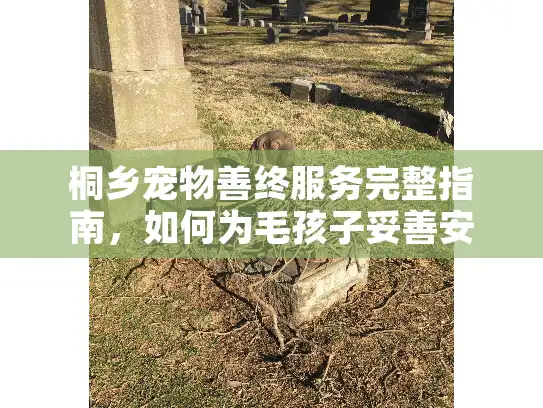 桐乡宠物善终服务完整指南，如何为毛孩子妥善安排最后一程？